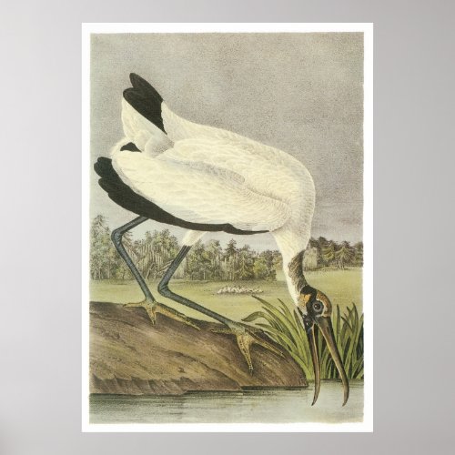 Wood Stork Poster
