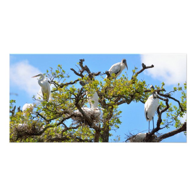 Wood Storks nesting Card (Front)