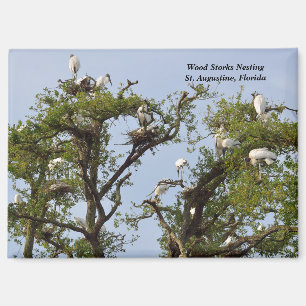 Wood Storks nesting Magnet