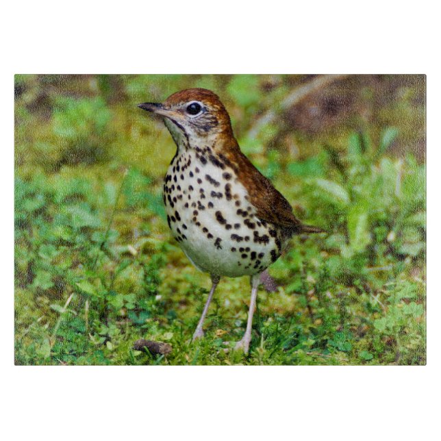 Wood Thrush Decorative Glass Cutting Board (Front)