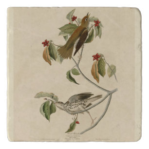 Wood Thrush from Audubon's Birds of America Trivet