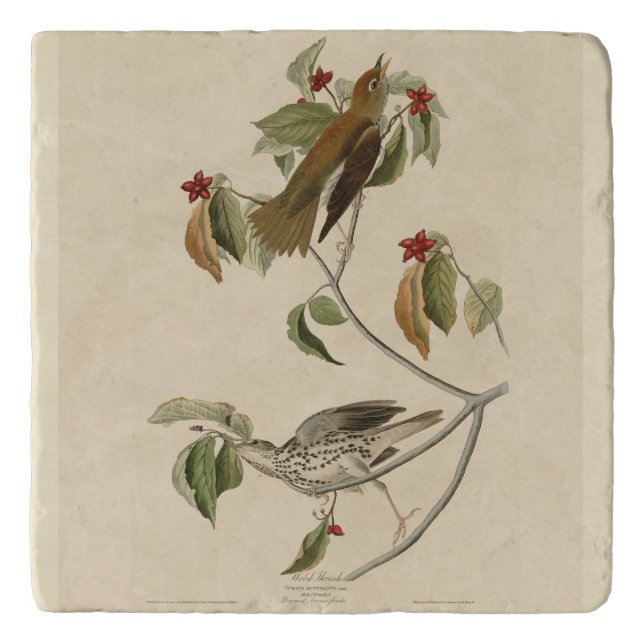 Wood Thrush from Audubon's Birds of America Trivet (Front)