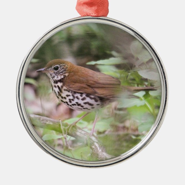 Wood Thrush Metal Ornament (Front)
