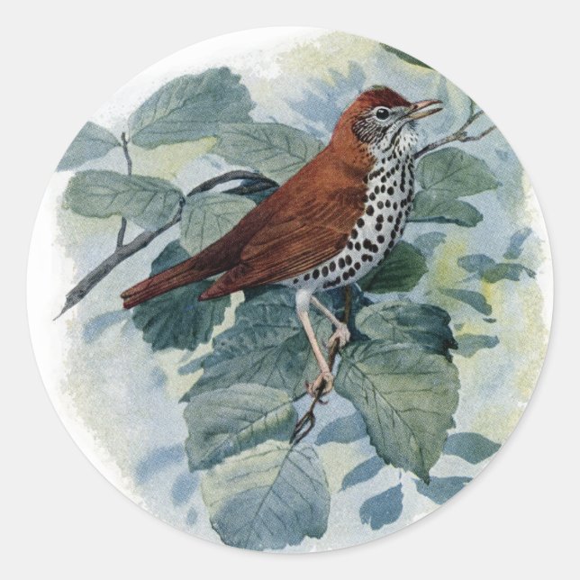 Wood Thrush on a Twig Classic Round Sticker (Front)