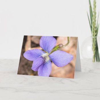 Wood Violet Wildflower Notecard by nikkilynndesign at Zazzle