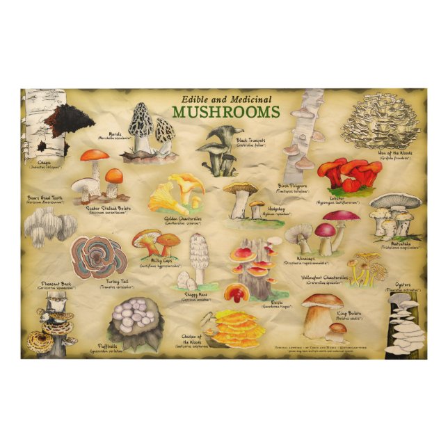 Wood Wall Art Mushrooms  (Front)