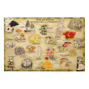 Wood Wall Art Mushrooms of Vermont