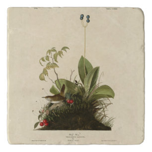 Wood Wren (House Wren), Audubon's Birds of America Trivet