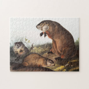 Woodchuck (Arctomys monax) Illustration Jigsaw Puzzle