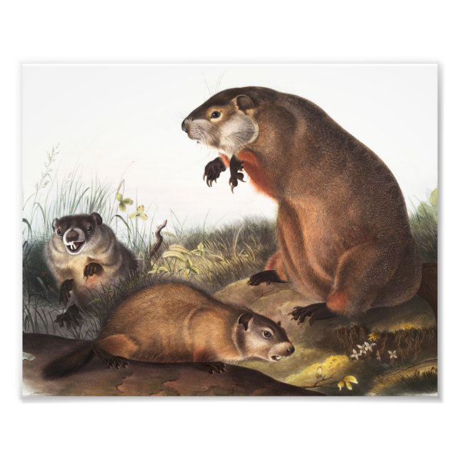 Woodchuck (Arctomys monax) Illustration Photo Print (Front)