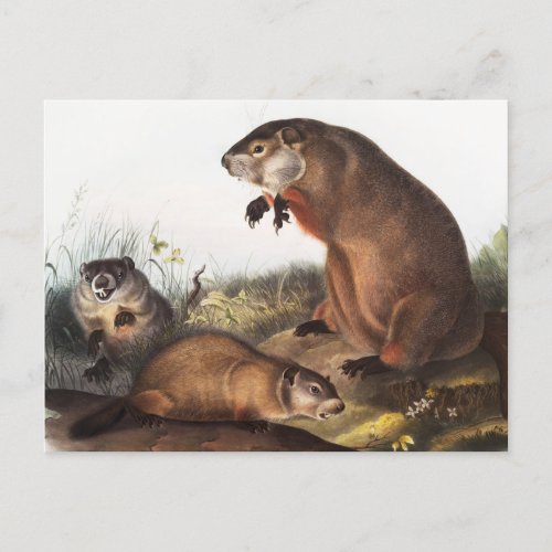 Woodchuck Arctomys monax Illustration Postcard