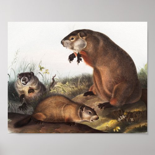 Woodchuck Arctomys monax Illustration Poster