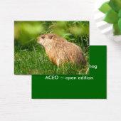 Woodchuck ~ ATC (Desk)