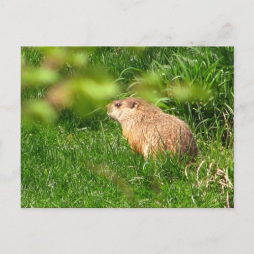 Woodchuck  postcard