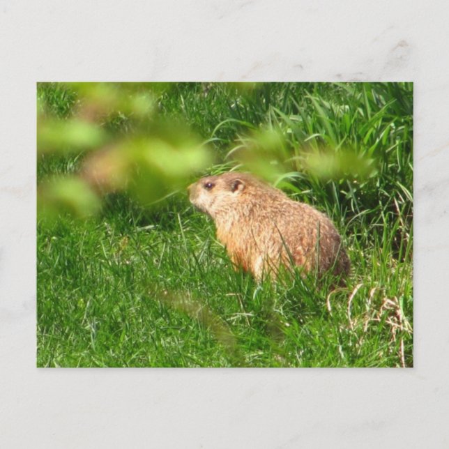 Woodchuck ~ postcard (Front)