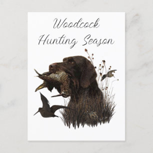 Woodcock Hunting with German Wirehaired Pointer Postcard