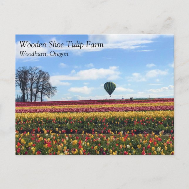 Wooden Shoe Tulip Farm, Woodburn, Oregon Postcard (Front)