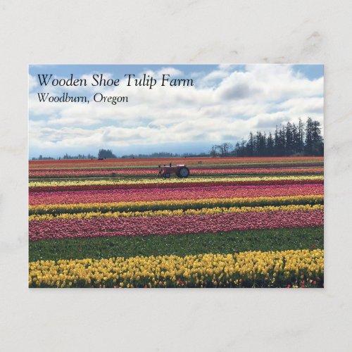 Wooden Shoe Tulip Farm Woodburn Oregon Postcard