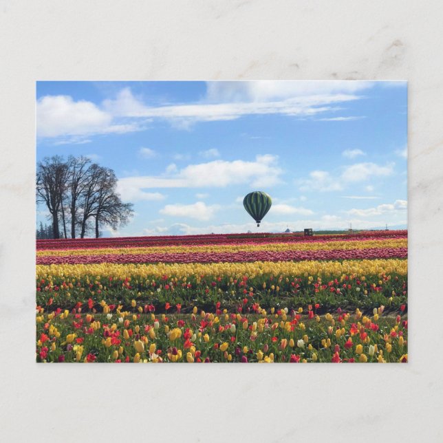 Wooden Shoe Tulip Farm, Woodburn, Oregon Postcard (Front)