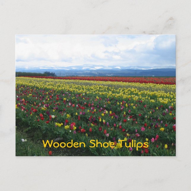 Wooden Shoe Tulips Postcard (Front)