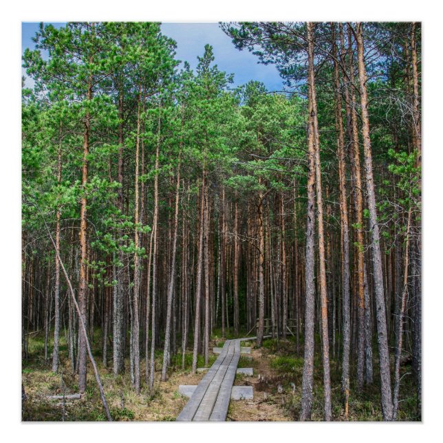 Wooden trail in pine forest poster (Front)