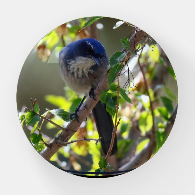 Woodhouse's Scrub-Jay checking you out. Paperweight (Front)