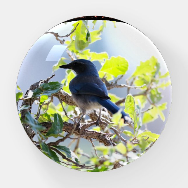 Woodhouse's Scrub-Jay looking back over shoulder. Paperweight (Front)