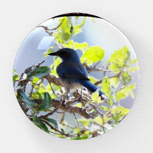 Woodhouse's Scrub-Jay looking back over shoulder. Paperweight