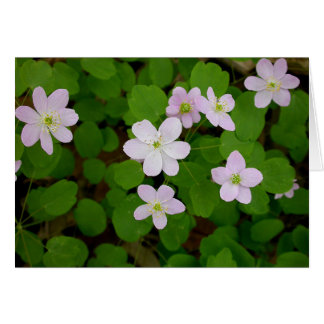 Woodland Anemones Cards