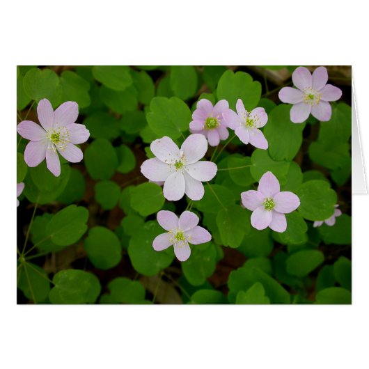 Woodland Anemones Cards (Front Horizontal)