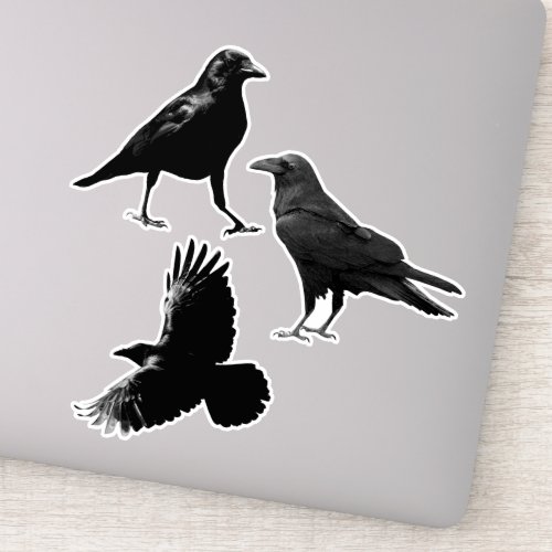 Woodland Animal 3 Black Raven Birds Flying Crows Sticker