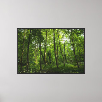 Woodland. Blackweir Woods, Bute Park, Cardiff Canvas Print