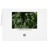 Woodland Canopy 01 (Back Horizontal)