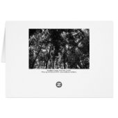 Woodland Canopy 01 BW Cards (Back Horizontal)
