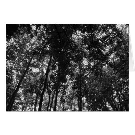 Woodland Canopy 01 BW Cards (Front Horizontal)