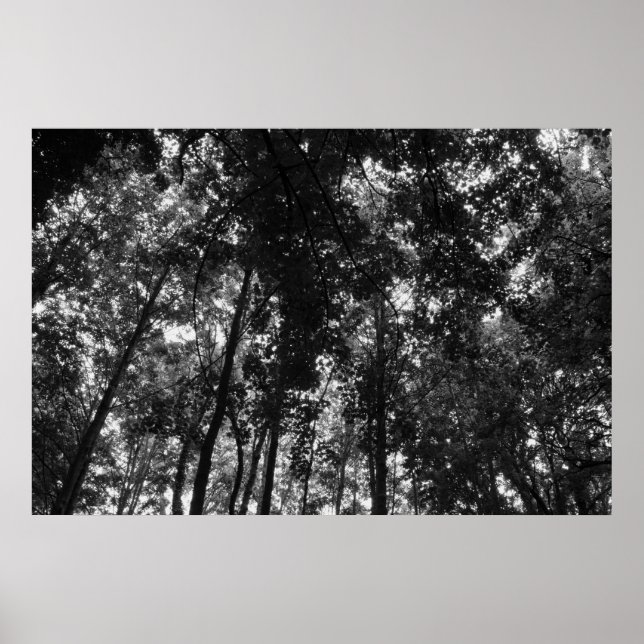 Woodland Canopy 01 BW Poster (Front)