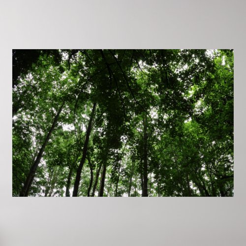 Woodland Canopy 01 Poster