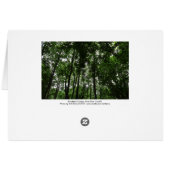 Woodland Canopy 02 (Back Horizontal)