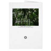 Woodland Canopy 02 (Back)