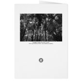 Woodland Canopy 02 BW (Back)