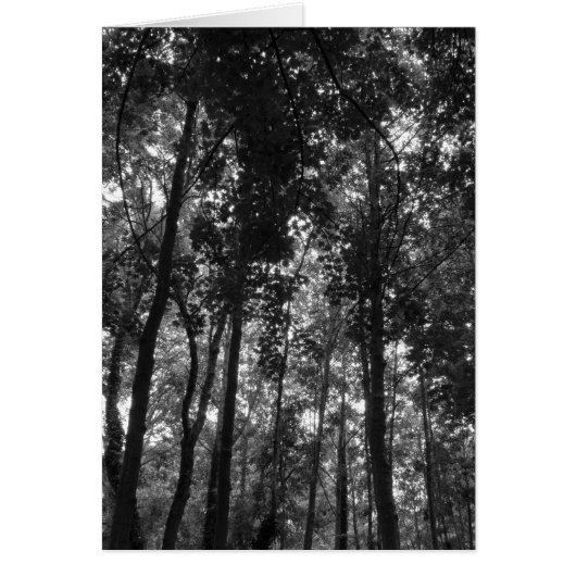 Woodland Canopy 02 BW (Front)