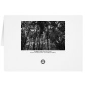 Woodland Canopy 02 BW (Back Horizontal)