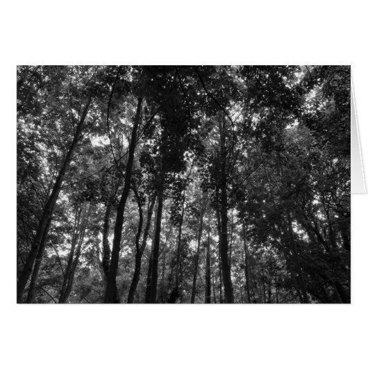 Woodland Canopy 02 BW (Front Horizontal)