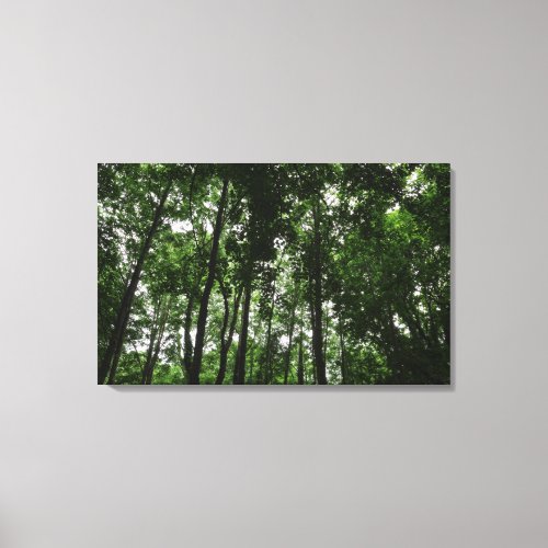 Woodland Canopy 02 Canvas Print
