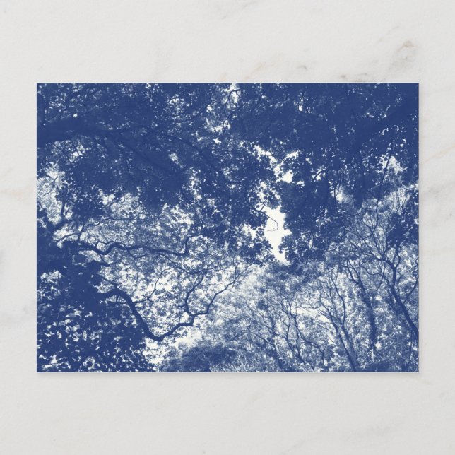 Woodland Canopy (02) - Cyanotype Effect Postcard (Front)