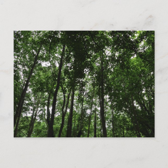 Woodland Canopy 02 Postcard (Front)