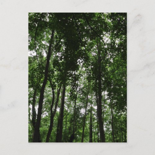 Woodland Canopy 02 Postcard