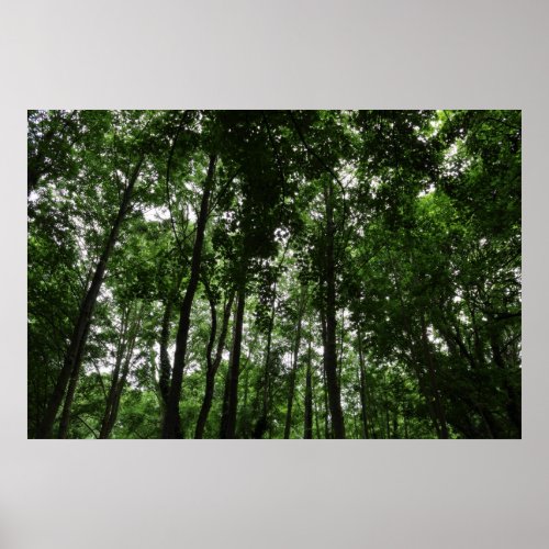 Woodland Canopy 02 Poster