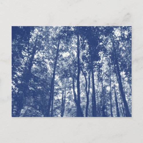 Woodland Canopy _ Cyanotype Effect Postcard
