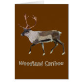 Woodland Caribou (Front)